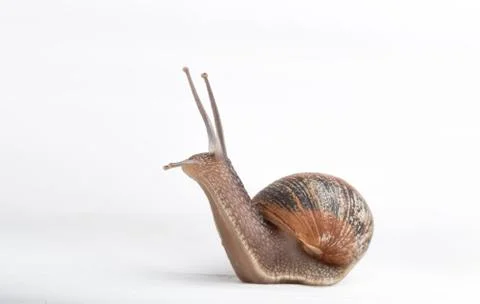 Snail isolated on a white background Stock Photos