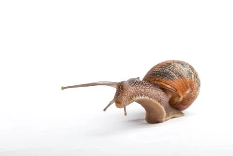 Snail isolated on a white background Stock Photos