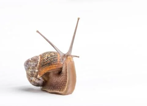 Snail isolated on a white background Stock Photos