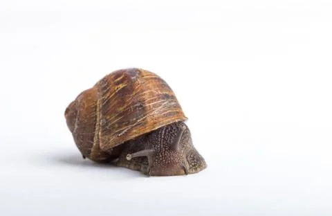 Snail isolated on a white background Stock Photos