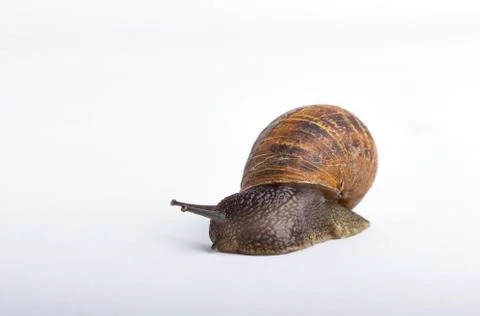 Snail isolated on a white background Stock Photos