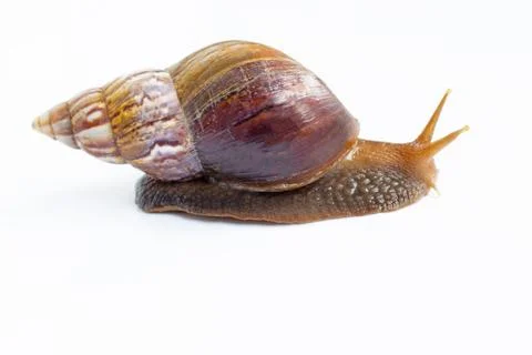 Snail isolated on white background. Stock Photos