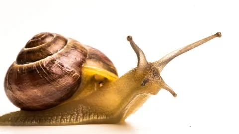 Snail isolated white background Stock Photos