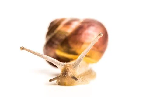 Snail isolated white background Stock Photos