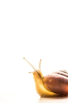 Snail isolated white background Stock Photos