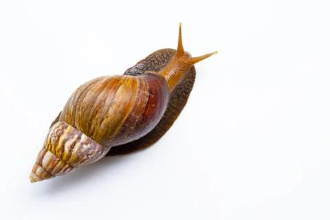 Snail isolated on white background. Stock Photos