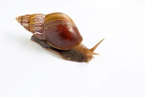 Snail isolated on white background. Stock Photos