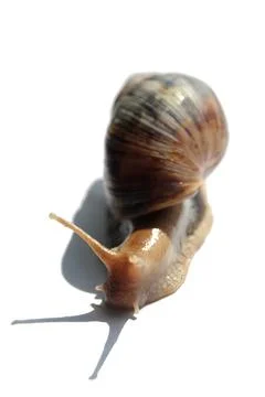 Snail isolated on a white background Stock Photos