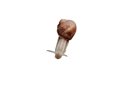 Snail isolated on white background Stockfoto's