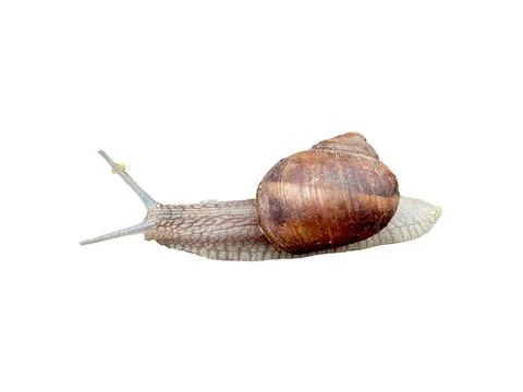 Snail isolated on white background 스톡 사진