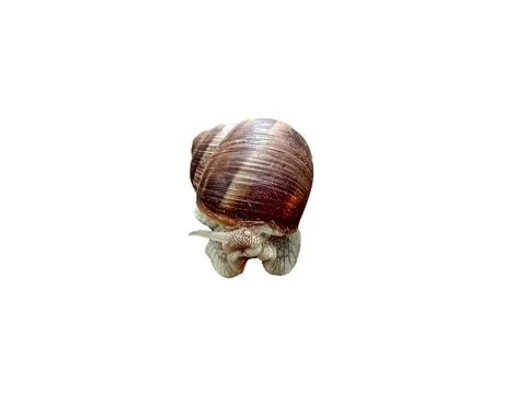 Snail isolated on white background Stock-Fotos