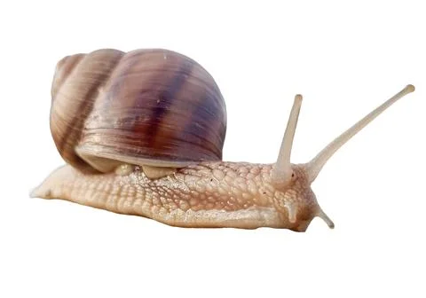 Snail isolated on white background Stockfoto's