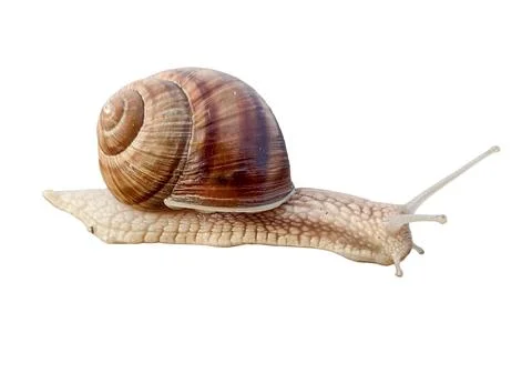Snail isolated on white background Fotos de archivo
