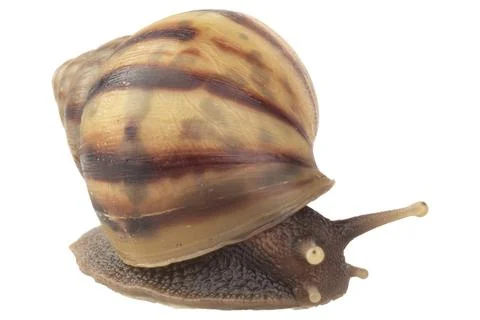Snail isolated on white background Stock Photos