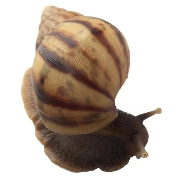 Snail isolated on white background Stock Photos