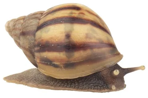 Snail isolated on white background Stock Photos