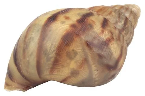 Snail isolated on white background Stock Photos