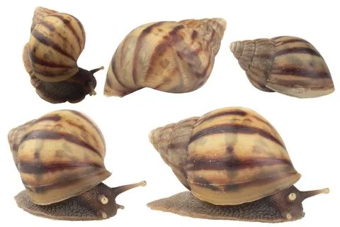 Snail isolated on white background Stock Photos