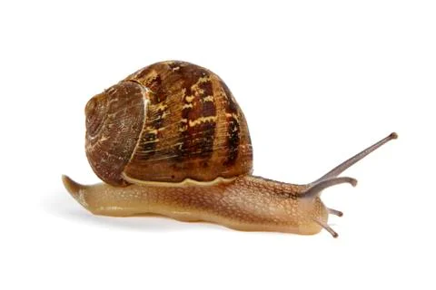 Snail isolated on white Stock Photos