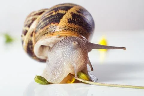 Snail isolated on white . Stock Photos