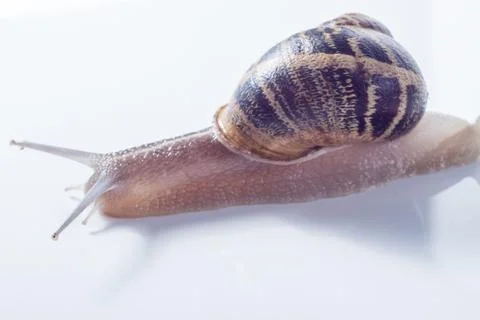 Snail isolated on white . Stock Photos