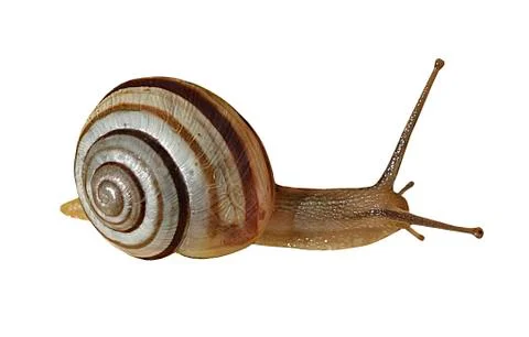 Snail, isolated on white Stock Photos