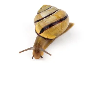 Snail isolated on white Stock Photos