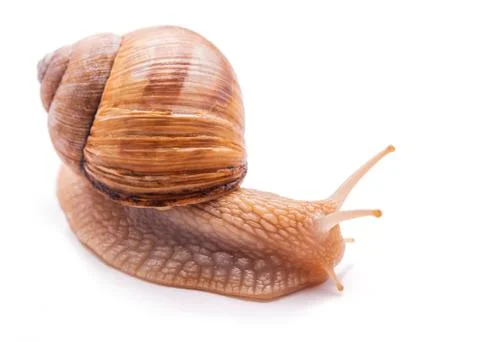 Snail isolated on white Stock Photos