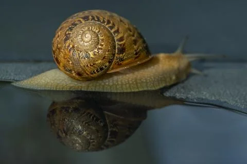 A snail with its shell is reflected on a water-covered surface 库存照片