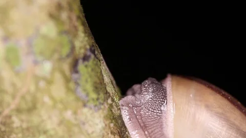 Snail from its shell shows. Hemiplecta siamensis Stock Footage 71612692