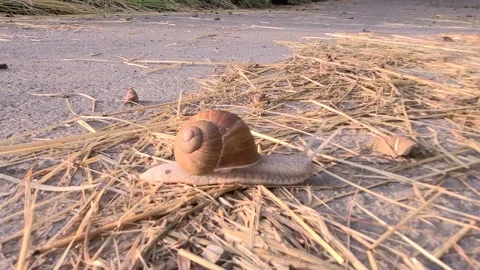 A snail on its way, HD Stock Footage 164175208