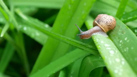 The Snail jorney Stock Footage 133493124