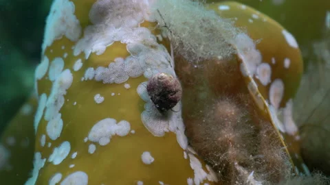 Snail on kelp Stock Footage 136530987