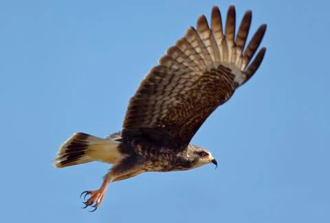 Snail kite in flight Stock Photos