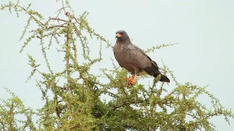 Snail Kite Stock Footage 22099044