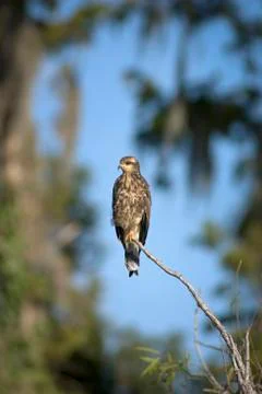 Snail kite Stock Photos