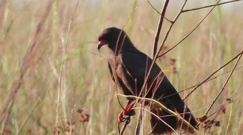 Snail Kite (Rostrhamus sociabilis) Stock Footage 7749506