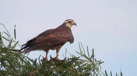Snail Kite (Rostrhamus sociabilis) Stock Footage 7907356