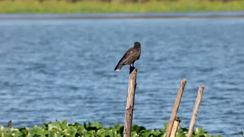 The snail kite (Rostrhamus sociabilis) sunbathing Stock Footage 159229865
