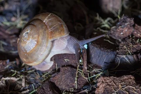 Snail with large shell crawling on dark soil and leaves Stock Photos