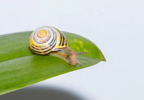 Snail on a leaf close up Stock Photos