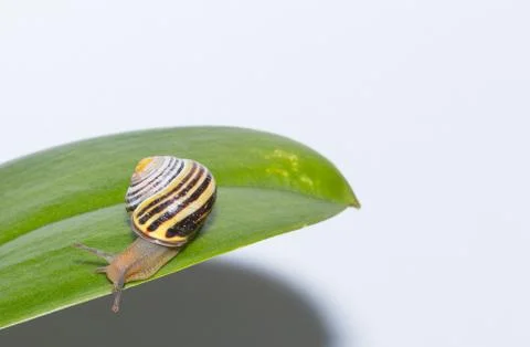 Snail on a leaf close up Stock Photos