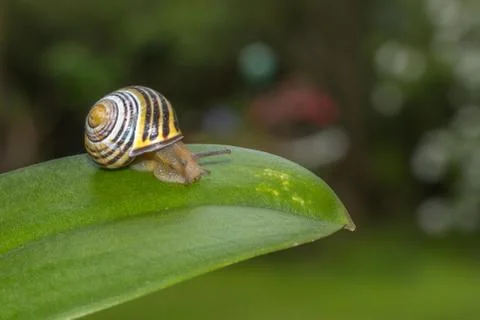 Snail on a leaf close up Foto stock