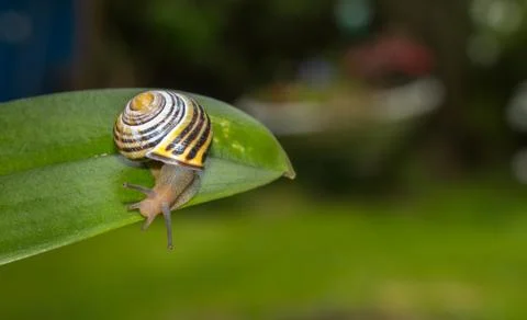 Snail on a leaf close up Stock Photos
