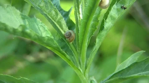 Snail On Leaf Stock Footage 7768923