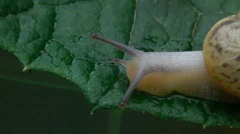 Snail on leaf Stock Footage 41367208