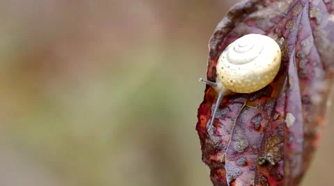Snail on leaf Stock Footage 42791189