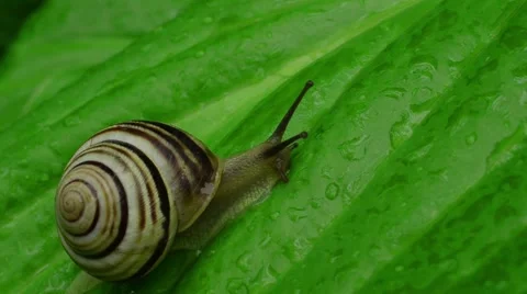 Snail on the leaf Video stock 52368392