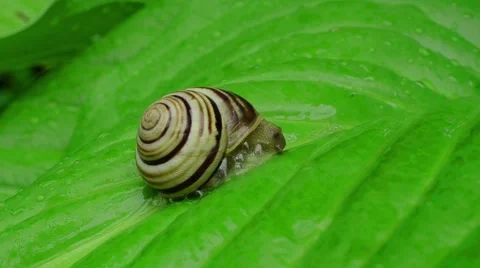 Snail on the leaf Stock Footage 52368870