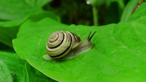Snail on the leaf Stock Footage 52369541